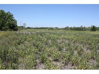 Property photo 36 - 419 +/- Acres offered in 6 Tracts, Land Auction